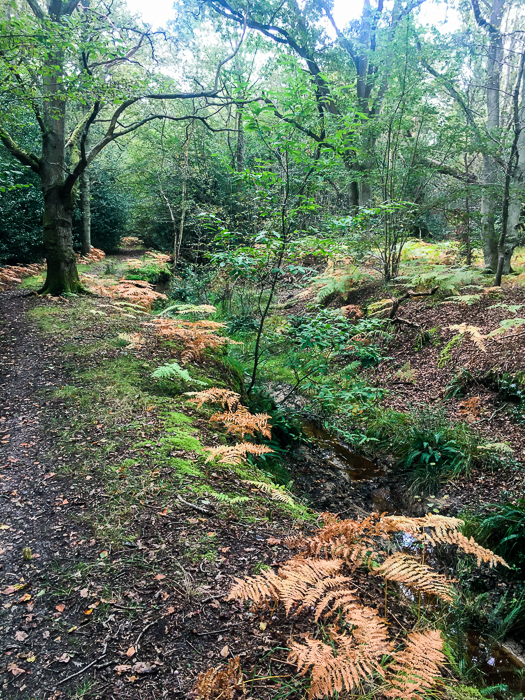 Looking back…Looking forward