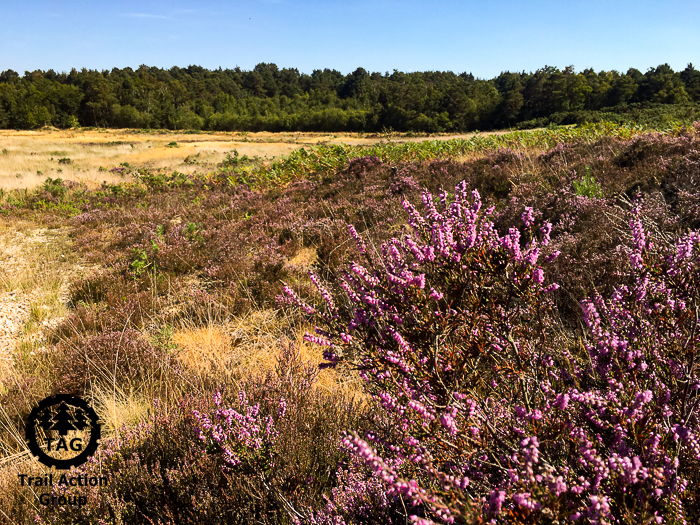 Did You Know – Bird Benefits