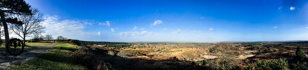 Did You Know – Ancient Trees?